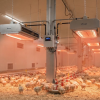 Gas Burners for Poultry Heating Systems